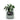 Ivy Smart Plant AI-Powered