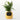 Ivy Smart Plant AI-Powered